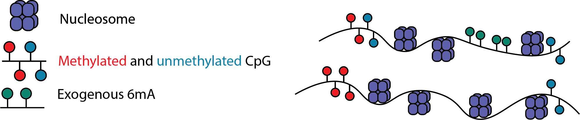 Chromatin Accessibility treatment